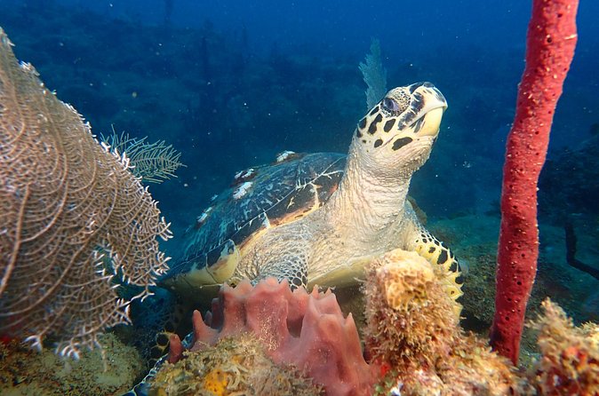 Experience Scuba Diving / NO certification Needed - Is $119 a fair price?