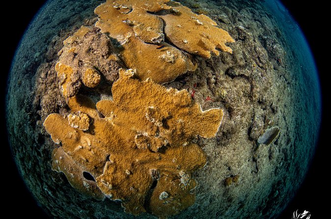 Experience Scuba - From basic skills to Puerto Rico’s reef life