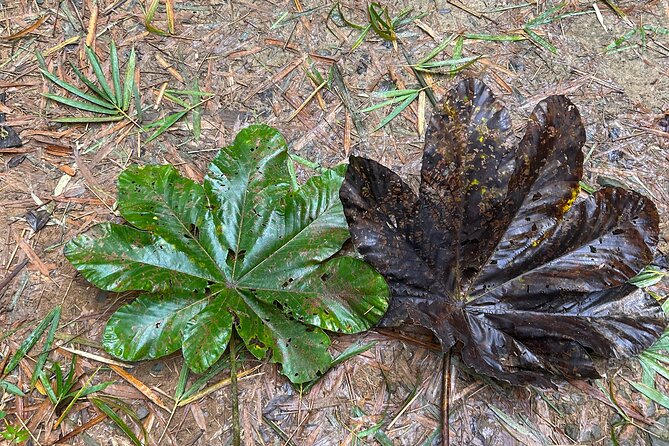 Explore El Yunque: Hiking, Swings & Waterslide (Small Group) - What to pack, and what to leave behind