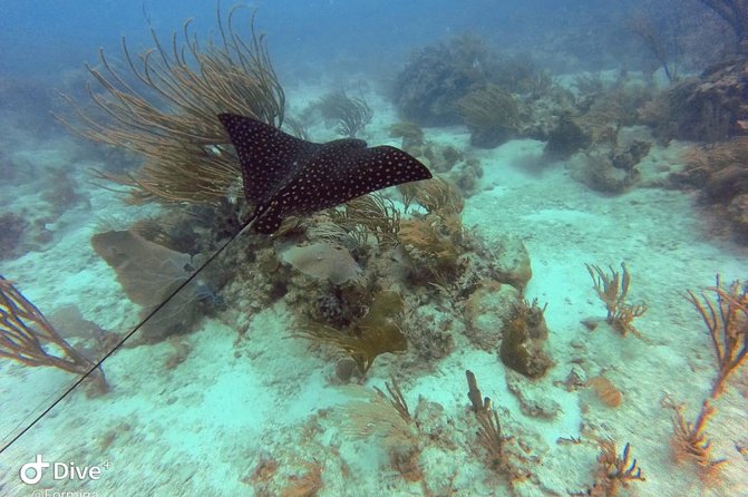 Fajardo Afternoon Snorkeling Adventure Tour - The island beach stop adds more than a photo break