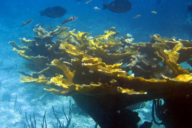 Fajardo Afternoon Snorkeling Adventure Tour - Food, drinks, and the party-boat question