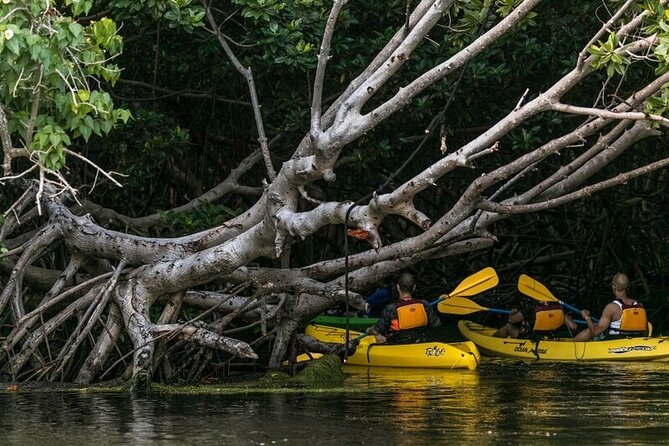 Fajardo Bioluminescent Bay Night Kayak Adventure from San Juan - The real attraction: glowing water in Laguna Grande