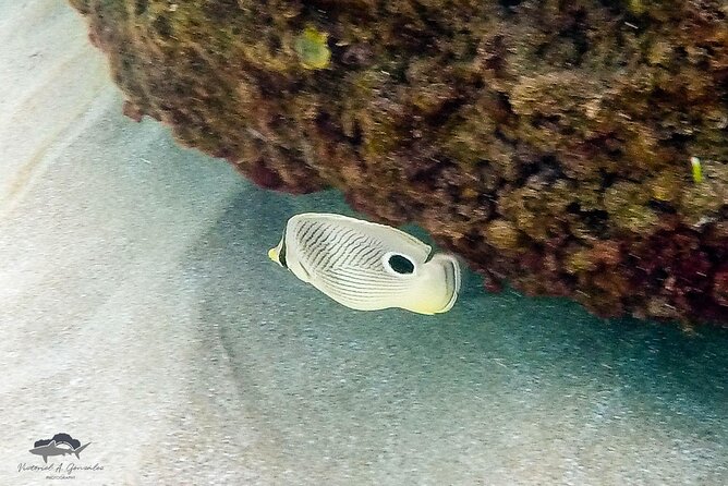 Fajardo, Puerto Rico: Morning Snorkeling Beach Tour - Who will enjoy this boat day most