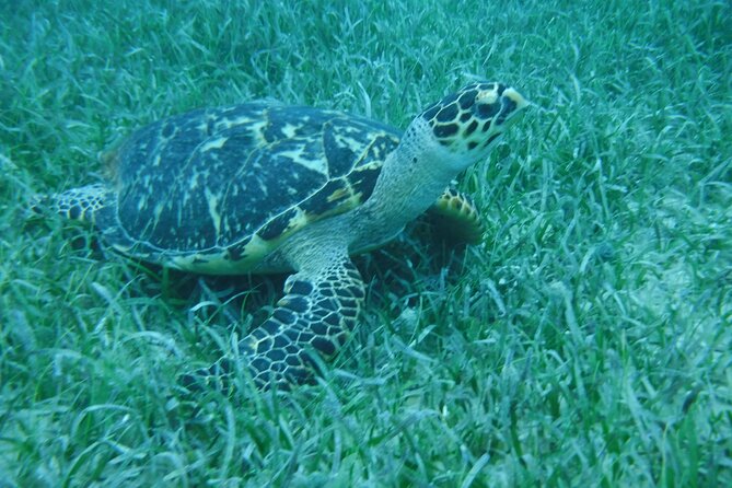 Full Day Charter from Fajardo to Culebra - Snorkeling near Playa Tortuga and Tamarindo Beach