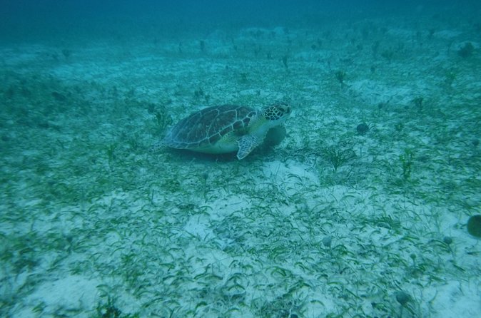 Full Day Charter from Fajardo to Culebra - BBQ lunch, rum, beer, and simple beach snacks