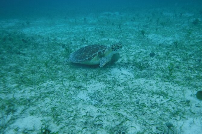 Full Day Charter from Fajardo to Culebra - Who will enjoy this day most?