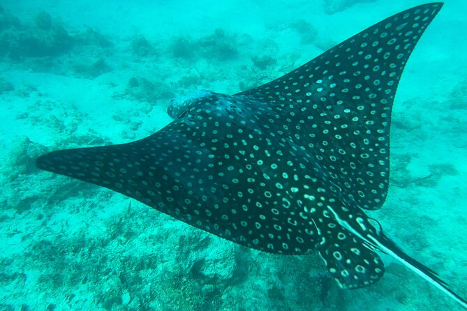 Full-Day Snorkeling Gear Rental in Puerto Rico - Planning your visit around weather and supplies