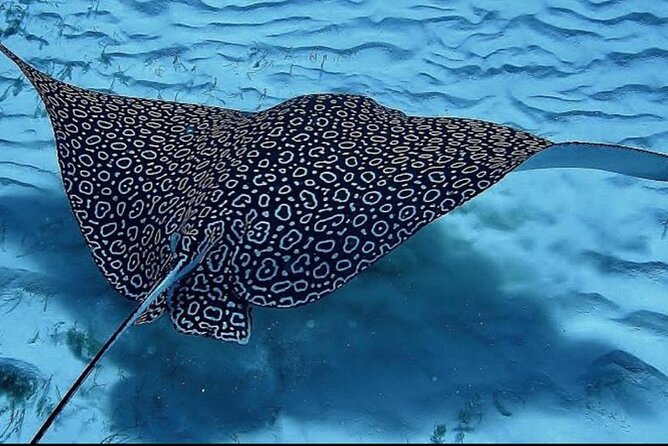 Full-Day Snorkeling Tour to Culebra Island with Lunch - Weather, alternate beaches, and cancellation rules