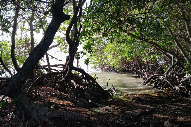 Full Day West Coast Adventure in Puerto Rico - Dr. Jose Morales shapes the experience