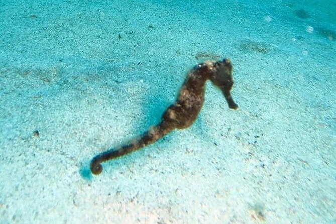 Get SCUBA Certified at San Juan - Open-water training around Atlantis City