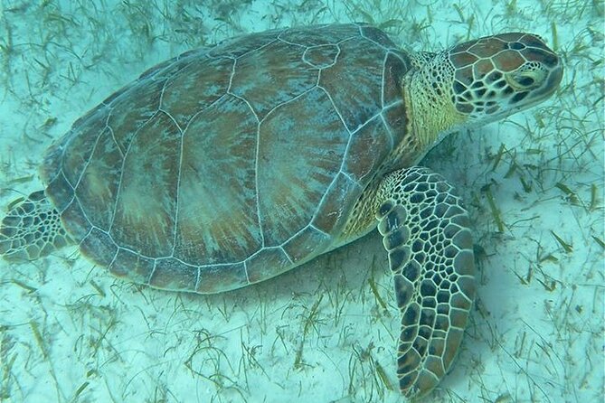 Get SCUBA Certified at San Juan - Who should book this course
