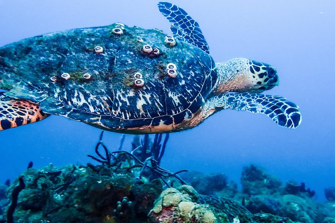 Guided Coral Reef Scuba Tour / 1 tank (Certified Divers Only) - What happens before you enter the water