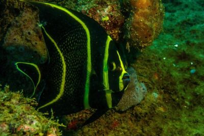 Guided Coral Reef Scuba Tour / 1 tank (Certified Divers Only)