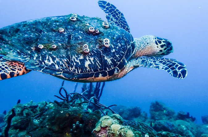 Guided Coral Reef Scuba Tour / 1 tank (Certified Divers Only) - Why the guide matters in a shore setting