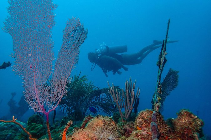 Guided Coral Reef Scuba Tour / 1 tank (Certified Divers Only) - The cancellation rule deserves close attention
