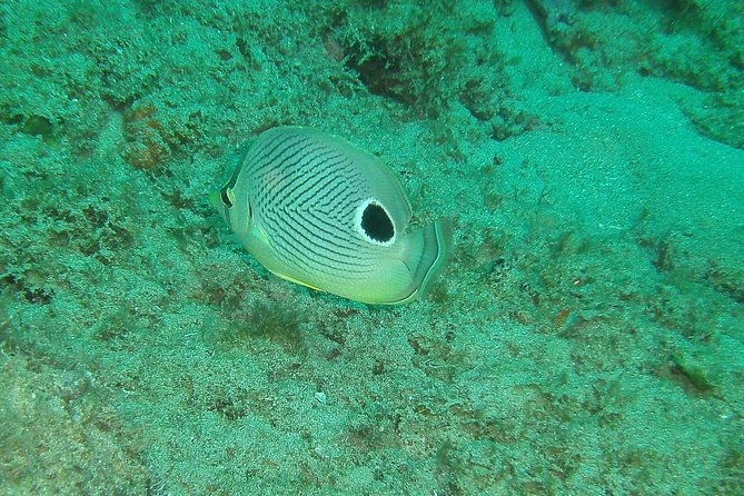 Guided Coral Reef Snorkeling Tour - Starting at Steps Beach in Rincón