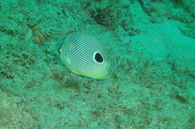 Guided Coral Reef Snorkeling Tour - How the Two-Hour Tour Feels