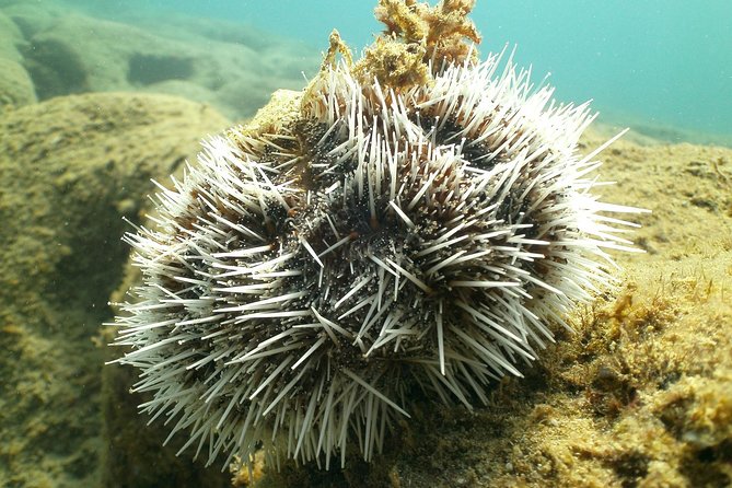 Guided Coral Reef Snorkeling Tour - The Guides Make the Difference