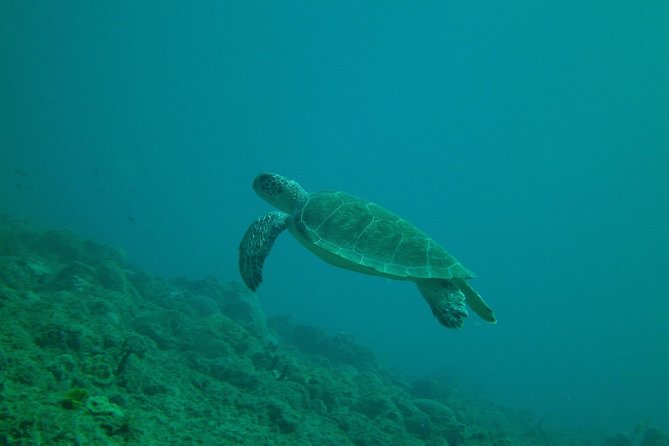 Guided Coral Reef Snorkeling Tour - Getting Set Up With Mask and Fins