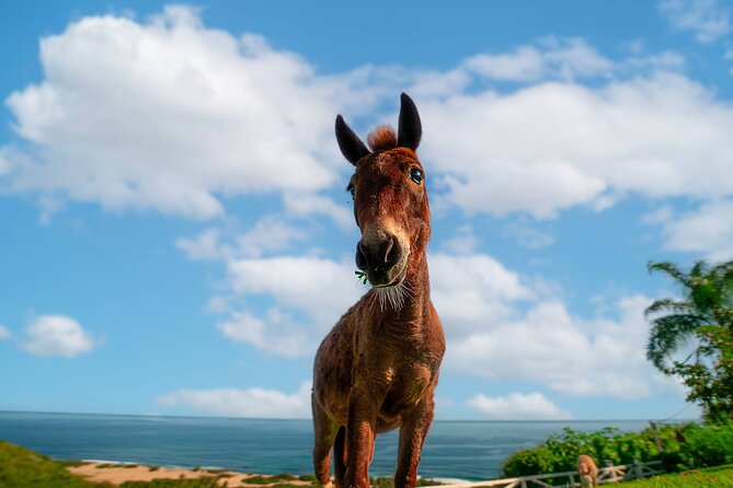 Guided Hike with Miniature Donkeys to a Secluded Beach - A private morning with room to slow down