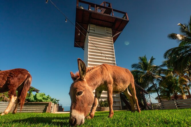 Guided Hike with Miniature Donkeys to a Secluded Beach - The beach stop: tidepools, dunes, and photographs