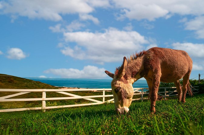 Guided Hike with Miniature Donkeys to a Secluded Beach - Is $75 a fair price?