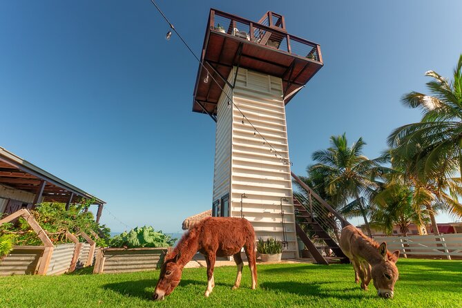 Guided Hike with Miniature Donkeys to a Secluded Beach - Who will enjoy this most