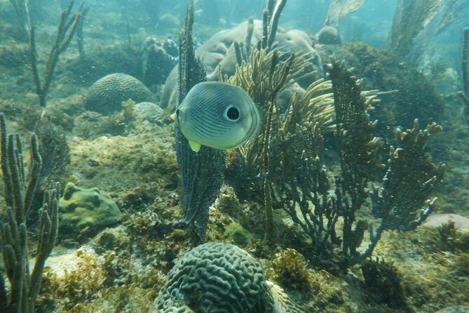 Guided Shore Diving Tour - Reefs, walls, and the underwater route