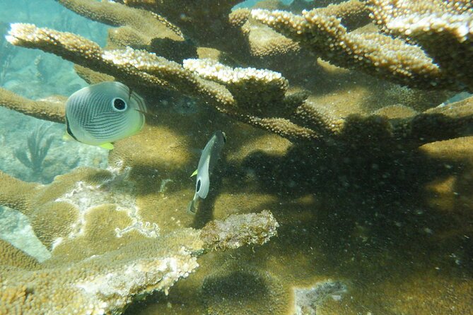 Guided Shore Diving Tour - What the guides add to the experience