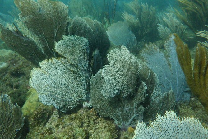Guided Shore Diving Tour - Visibility, rain, and the limits of shore conditions