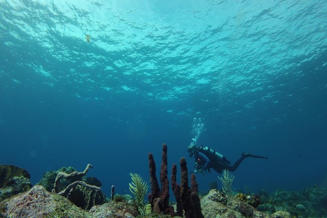 Guided Shore Diving Tour - Is $69 a fair price?