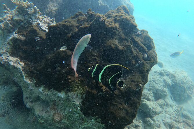 Guided Snorkeling adventure in San Juan - Starting at 15 C. San Gerónimo