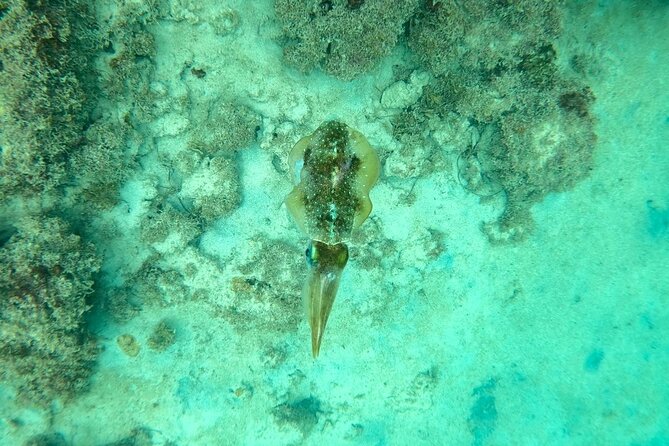 Guided Snorkeling adventure in San Juan - What water conditions mean for your outing