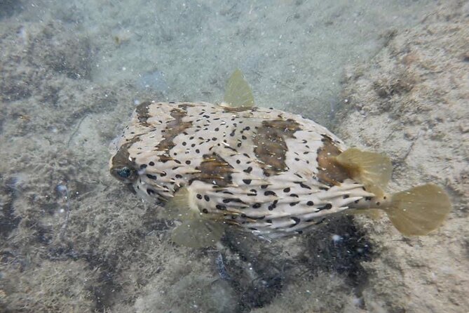 Guided Snorkeling adventure in San Juan - Why the small group helps beginners