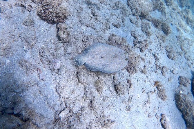 Guided Snorkeling adventure in San Juan - Who will get the most from this experience