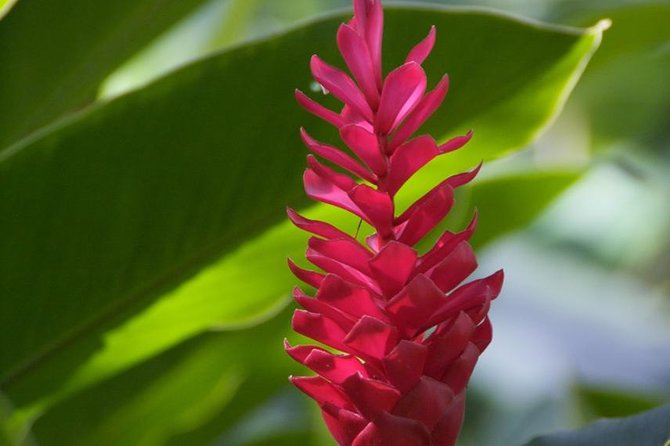 Half-Day El Yunque National Forest Tour from San Juan - Five hours sounds longer than the walking time