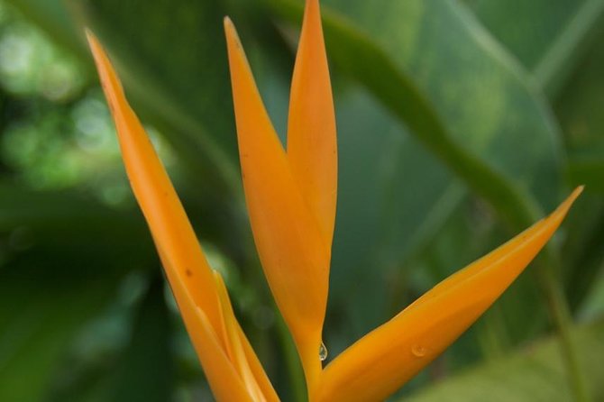 Half-Day El Yunque National Forest Tour from San Juan - Who should book this El Yunque tour?
