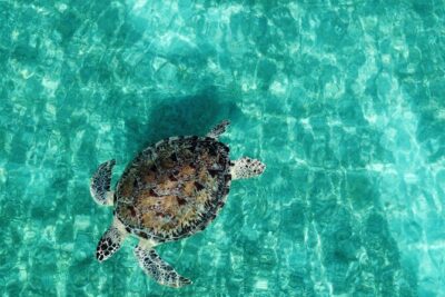 Half-Day Private Boat Experience – Appetizers & Drinks Included