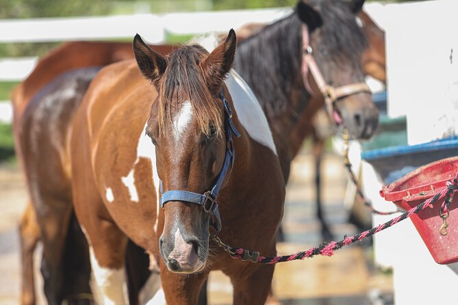 Horseback Riding Tour at Private Ranch - Trotting, photos, and the pace of the group