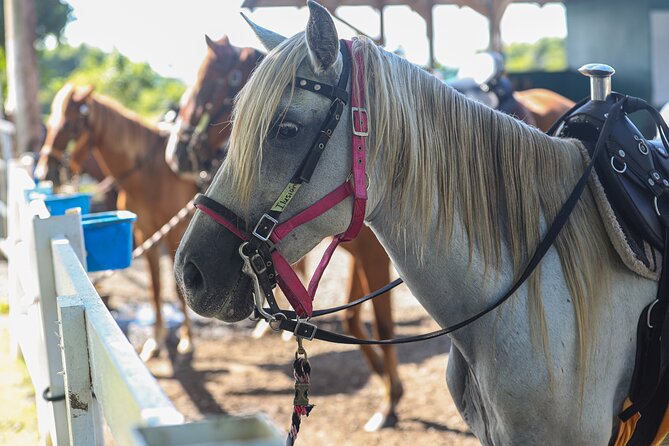 Horseback Riding Tour at Private Ranch - The Mojito Bar after the ride