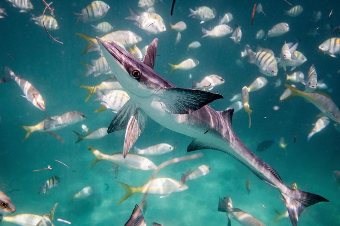 Icacos Deserted Island Catamaran, Snorkel, and Picnic Cruise - The second stretch of water time
