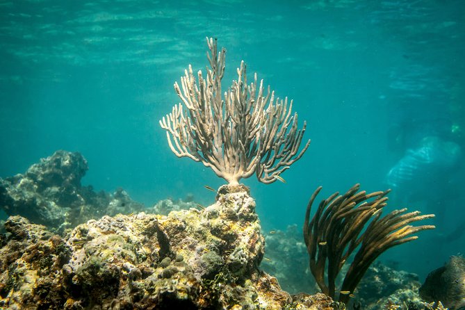 Icacos Deserted Island Catamaran, Snorkel, and Picnic Cruise - Boat comfort, group size, and accessibility