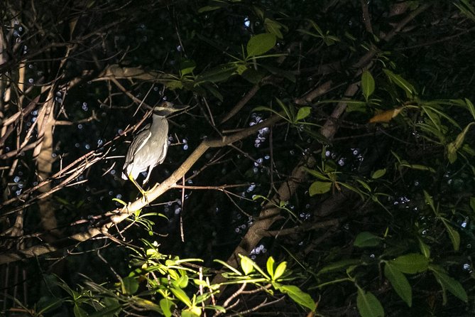 Night Kayaking Experience on Bioluminescent Lagoon in Fajardo - The short lesson that helps beginners