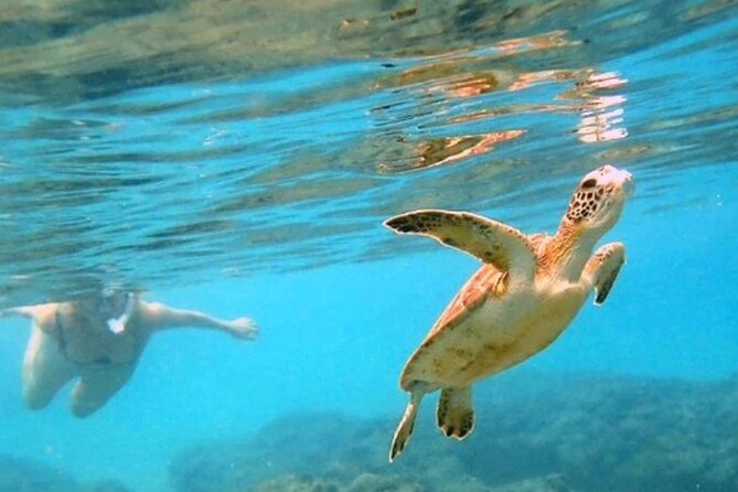 Private Rincon Snorkeling Adventure - Key points at a glance