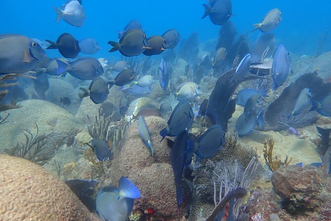 Private Rincon Snorkeling Adventure - Seeing coral with a private guide