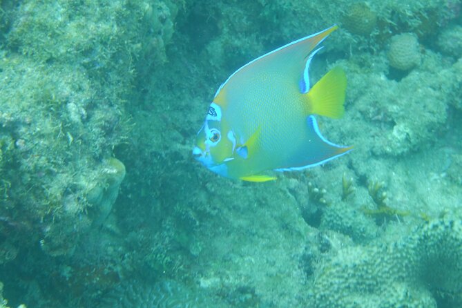 Private Rincon Snorkeling Adventure - The one service concern you should take seriously