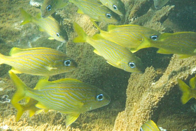 Private Rincon Snorkeling Adventure - Who should book this snorkeling experience