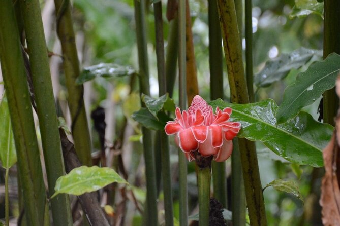 Private Tour of El Yunque Rainforest from San Juan - Is $1,500 a good price?