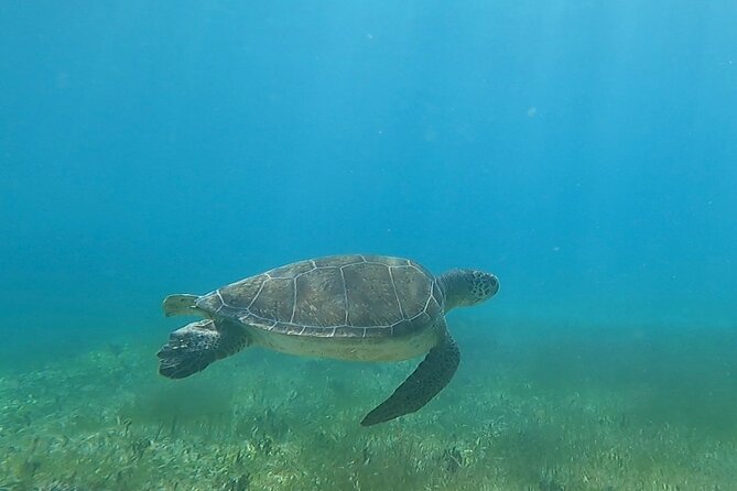 Public or Private Boat Trip to Icacos & Palomino - Who will enjoy this boat trip most