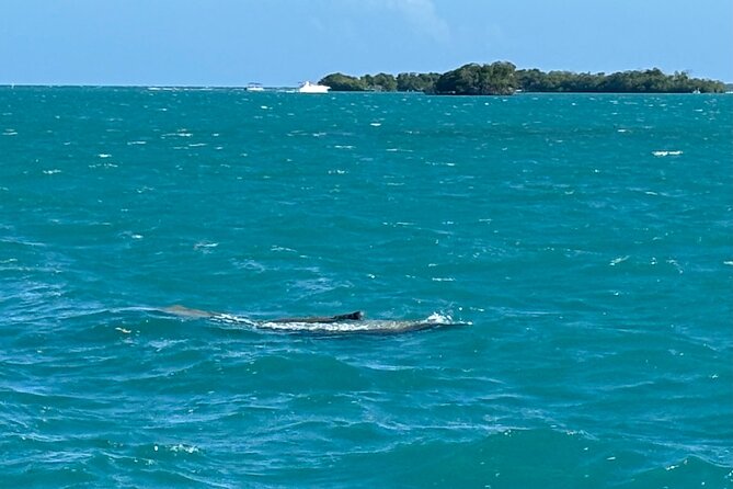 Puerto Rico: Bio Bay Swim and Sunset Charter or Late night tour - Who will enjoy this most
